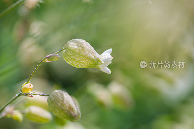 膀胱炎(silene vulgaris)